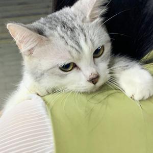 免费在线黄视频
